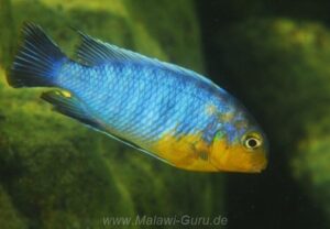 Tropheops sp. 'lilac' Nakantenga Island